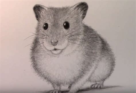 How To Draw A Hamster Easy Step By Step Animals