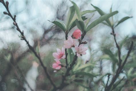 Free Images Flower Branch Flora Blossom Spring Flowering Plant