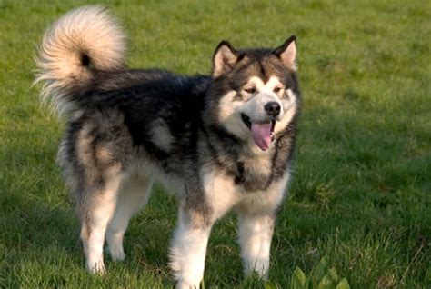 30 Best Large Dog Breeds