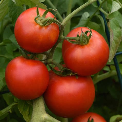 Tomato Seeds Early Girl Bush Vegetable Seeds In Packets And Bulk