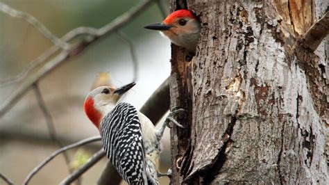 Woodpeckers In Wisconsin 8 Species Pictured Daily Birder