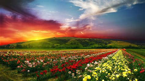 Flower Garden K Ultra HD Wallpaper And Background Image X ID