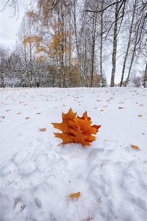 Fallen Autumn Leaves On Snow In The Forest Stock Image Image Of Light