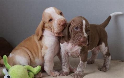 Bracco Italiano Puppies For Sale New York Ny 125142