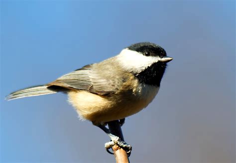Chickadee Meanings And Symbolism On Whats Your Sign