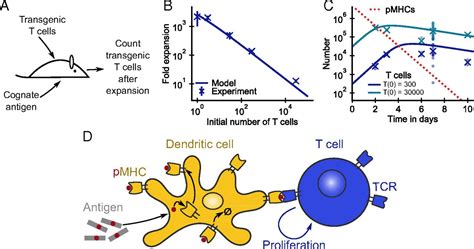 Regulation Of T Cell Expansion By Antigen Presentation Dynamics Pnas