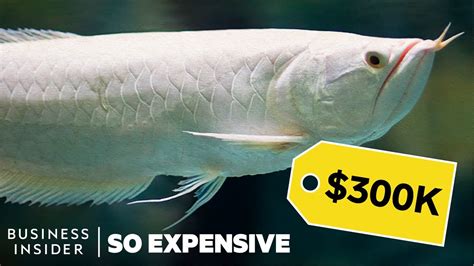 Find great deals on ebay for tea pet dragon. Why Dragon Fish Are So Expensive | So Expensive - YouTube