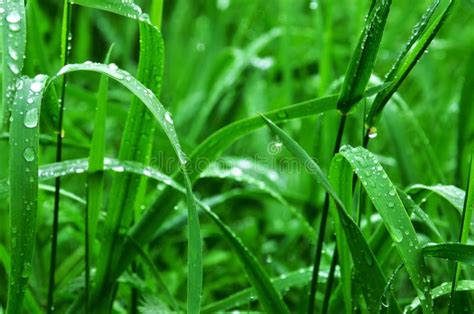Dew Drops On Green Grass Picture Image 82996327
