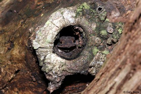 Obviously, the only thing to be done when the soil subsides is to fill the hole with topsoil, plant grass if necessary and go about your business. Frog and Toad Behavior and LIfe History