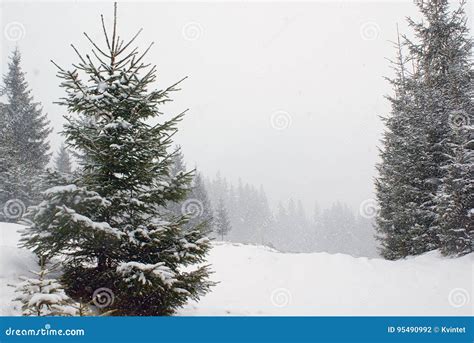 Landscape With Fir Tree On Snow Covered Meadow In Snowfall Stock Photo