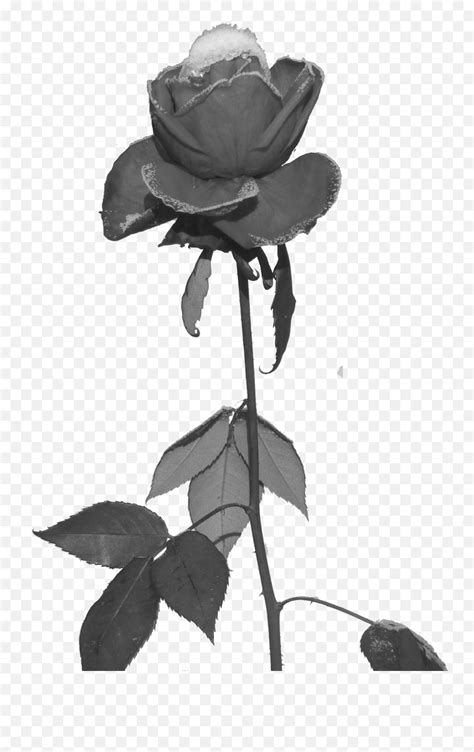 Filerose Und Eis Freigestelltpng Wikimedia Commons Black Rose Png