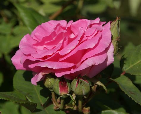 Organic Garden Dreams Rose Of The Month Zephirine Drouhin