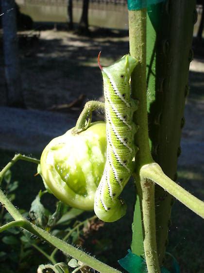 Tobacco Hornworm Caterpillar Manduca Sexta Bugguidenet