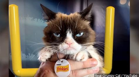 internet sensation grumpy cat dies at age 7 fox21online