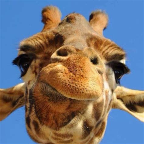 17 Best Images About Geeraf Loves Giraffe Pics On Pinterest The Zoo