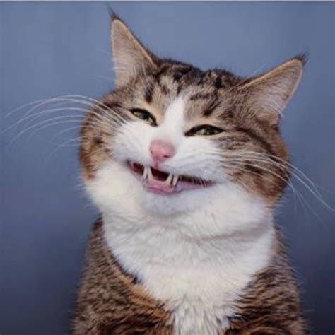 Happy Kot Cats Know Your Meme