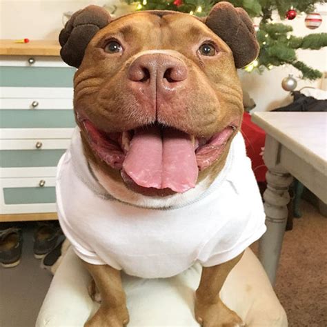 Meaty The Dog Cant Stop Smiling After Being Rescued From A Shelter