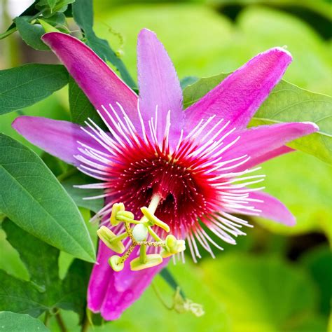 Free Photo Passion Flower Blooming Flower Fragrance Free