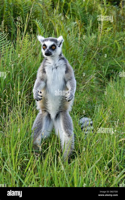 Ring Tailed Lemur Lemurs Island Andasibe Madagascar Stock Photo Alamy