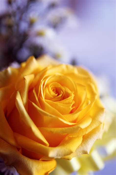 Yellow Rose Flora Flowers Flowers Petals Beautiful Bouquet Of Flowers