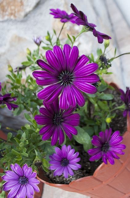 Flower Purple Free Photo On Pixabay