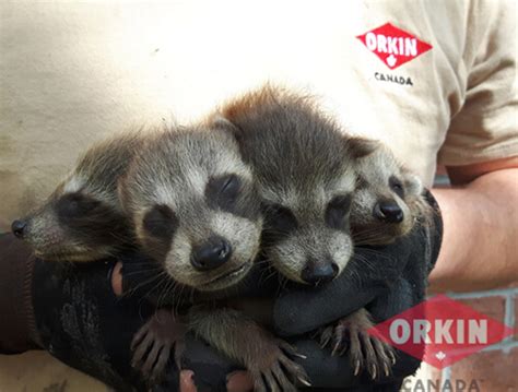 A litter of raccoon babies usually contains. The Average Lifespan Of A Raccoon | Raccoon Removal ...
