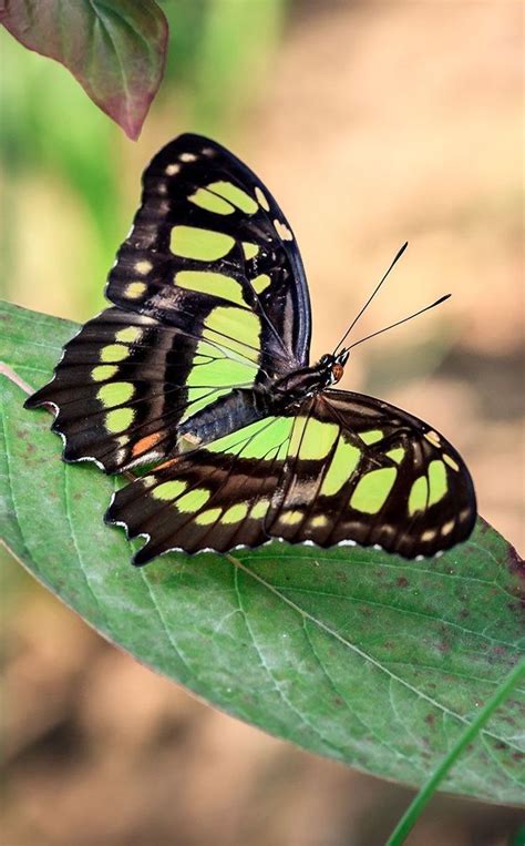 Two Butterflies Sitting On Top Of A Green Leaf