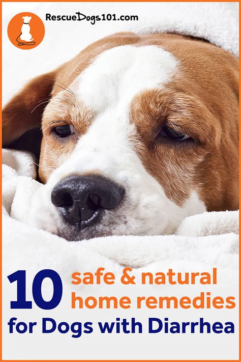 10 Home Remedies For Your Dog With Diarrhea Vet Approved