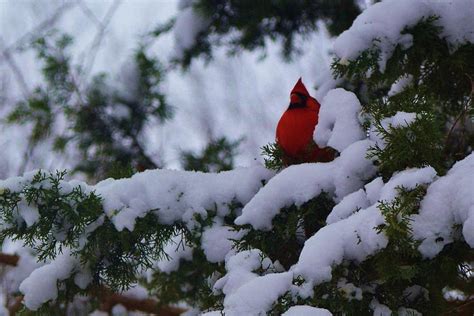 Cardinal In Snowy Cedar Tree Photograph By Carleen Williams Pixels