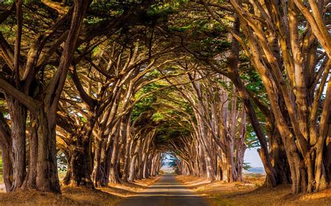 Landscape Nature Trees Tunnel Road Daylight Dry Grass Wallpapers