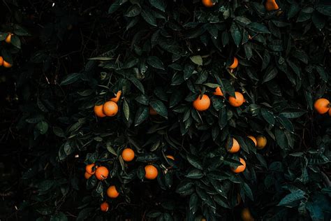 Tangerines Bush Plant Fruit Citrus Hd Wallpaper Pxfuel