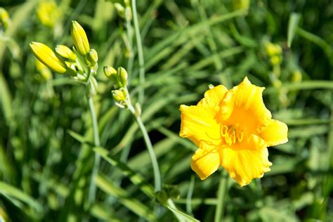 Stella D Oro Daylily Is A Resilient Garden Star Birds And Blooms