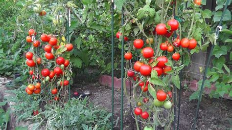 How To Grow Tomato Tree Tomato Plant Care Guide Cherry Blossom