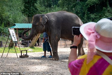 Dozens Of Elephants Forced To Perform For Tourists In Thailand Are