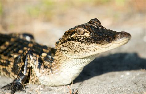 New Orleans Airport Will Let You Pet Baby Alligators At Baggage Claim