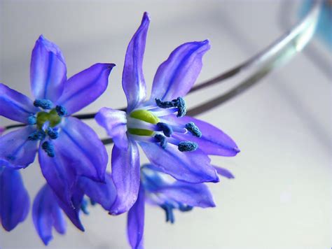 Free Photo Blue Flowers Blooming Flower Fragrance Free Download