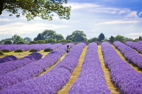 Planting trees, shrubs, and even some ground covers over septic system components are causes of septic system failure in the drain field, leach field, seepage bed, or similar components. Lavender Farm Near Me | Lavandula Angustifolia