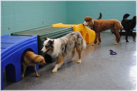 Dog Daycare 5 Paradise Pet Resort And Spa