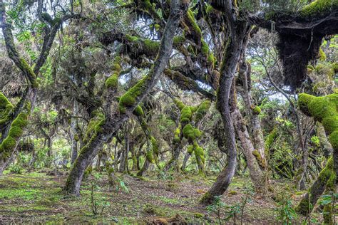 Harenna Forest In Bale Mountains Ethiopia Photograph By Artush Foto