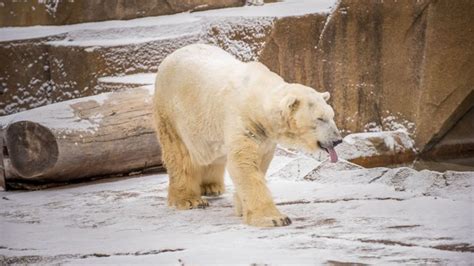 Frosty Free Week Milwaukee County Zoo Offering Free Admission From