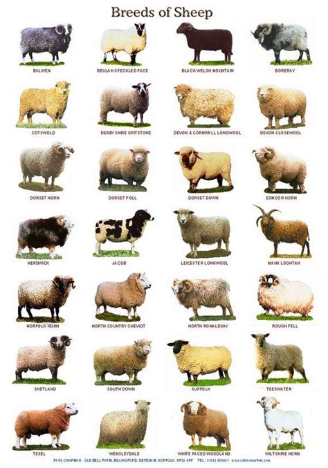 A4 Laminated Posters Breeds Of Cattle Sheep Or Pigs Sheep Breeds