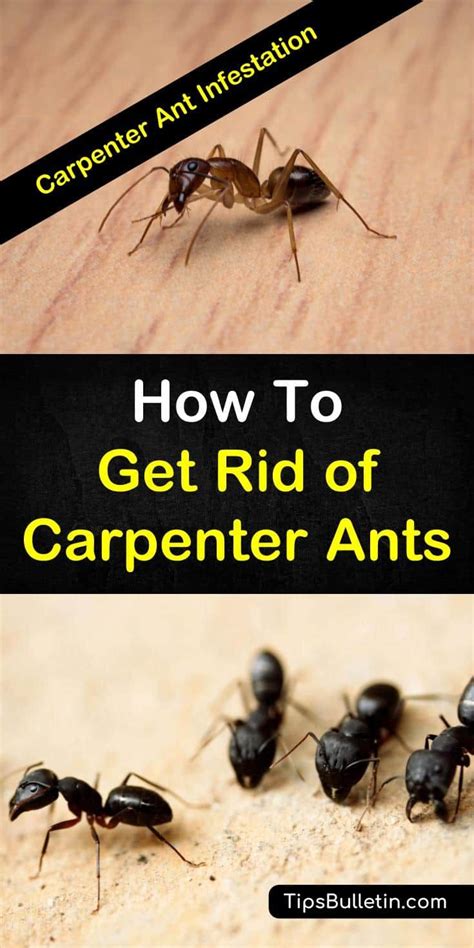 Get Rid Of Carpenter Ants Naturally With These Home Remedies The Diy