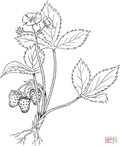 Explore Colors Wild Strawberry Coloring Pages