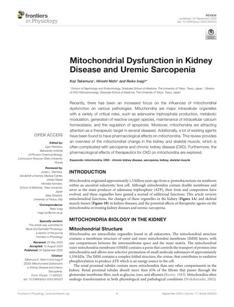 Pdf Mitochondrial Dysfunction In Kidney Disease And Uremic Sarcopenia