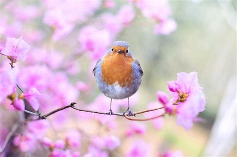 Bird Robin Spring Free Photo On Pixabay Pixabay