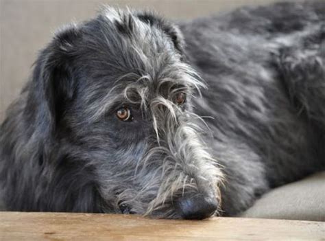 Check spelling or type a new query. irish wolfhound on Tumblr