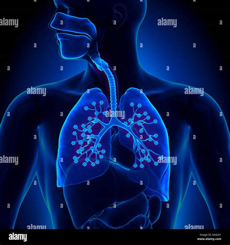 Lungs Anatomy With Detailed Alveoli Stock Photo Alamy