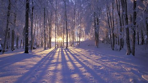 Wallpaper Id 6367 Snow Trees Sunlight Winter Landscape 4k Free