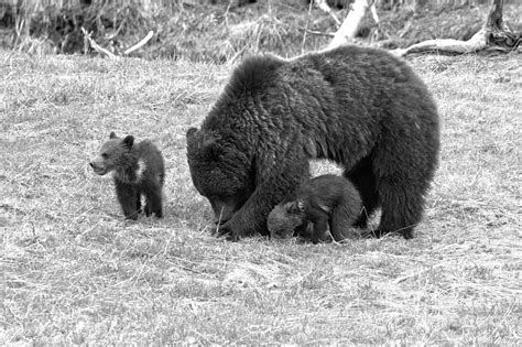 Yellowstone Grizzly Bear Triplets Black And White Photograph By Adam