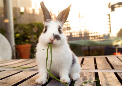 8 Things to Know Before Getting a Pet Rabbit